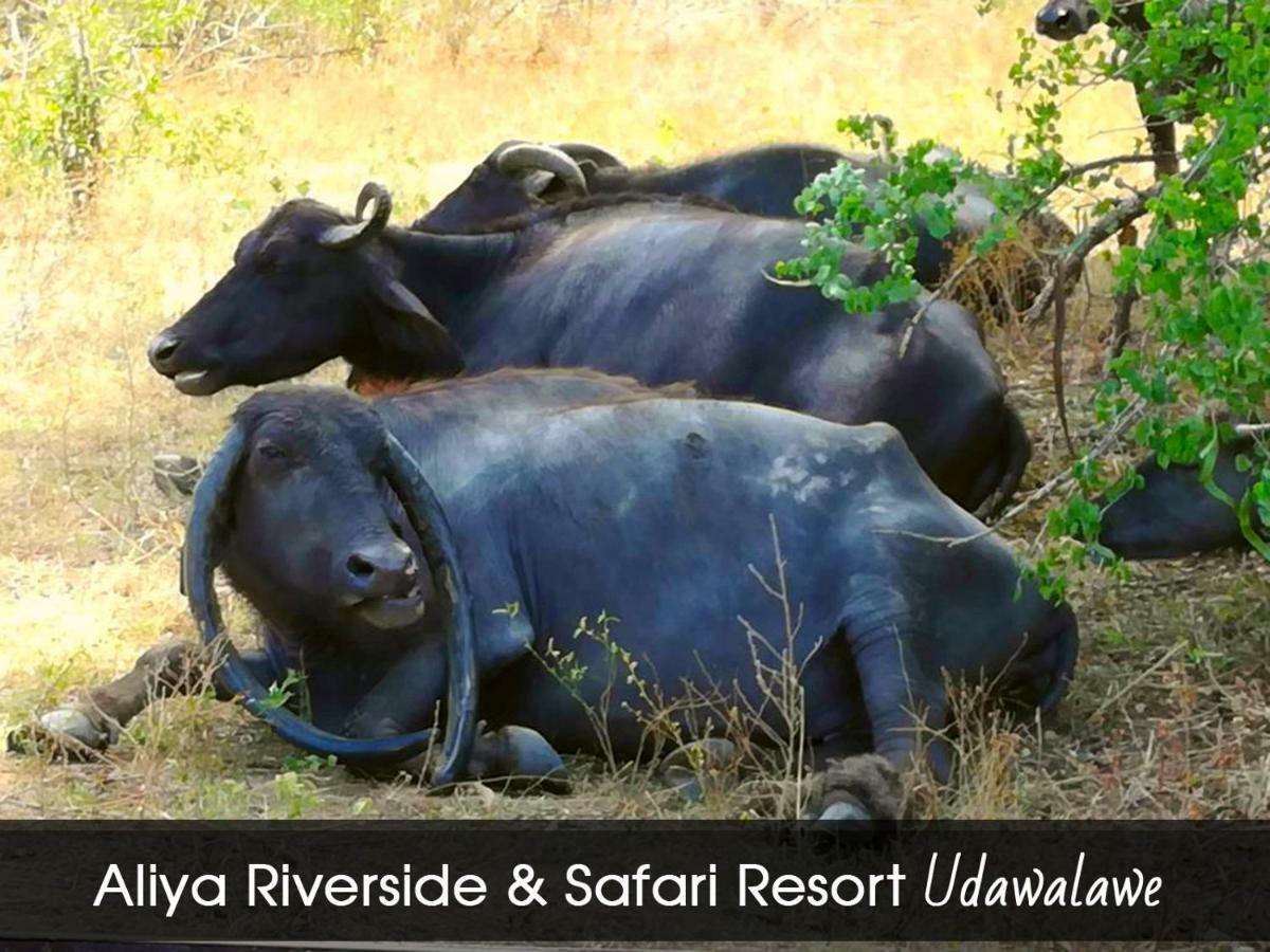Aliya Riverside & Safari Resort Udawalawe Εξωτερικό φωτογραφία